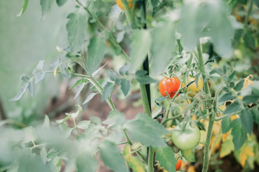 Planta de tomate con hojas verdes, un tomate rojo maduro y varios tomates verdes sin madurar creciendo en un jardín de Mallorca, añadiendo un toque de lujo natural al paisaje.