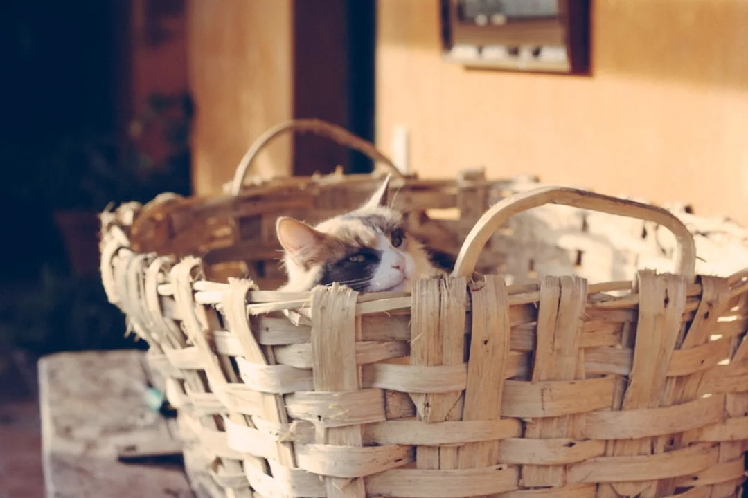 Un gato descansa dentro de una gran cesta tejida, con la cabeza asomando por el borde. La cesta, colocada al aire libre en una zona iluminada por el sol, añade un toque de lujo mallorquín a esta serena escena.